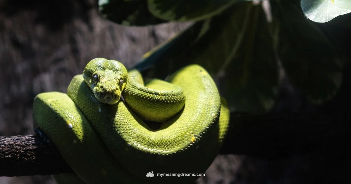 Black Snake Dream - Meaning of My Dreams