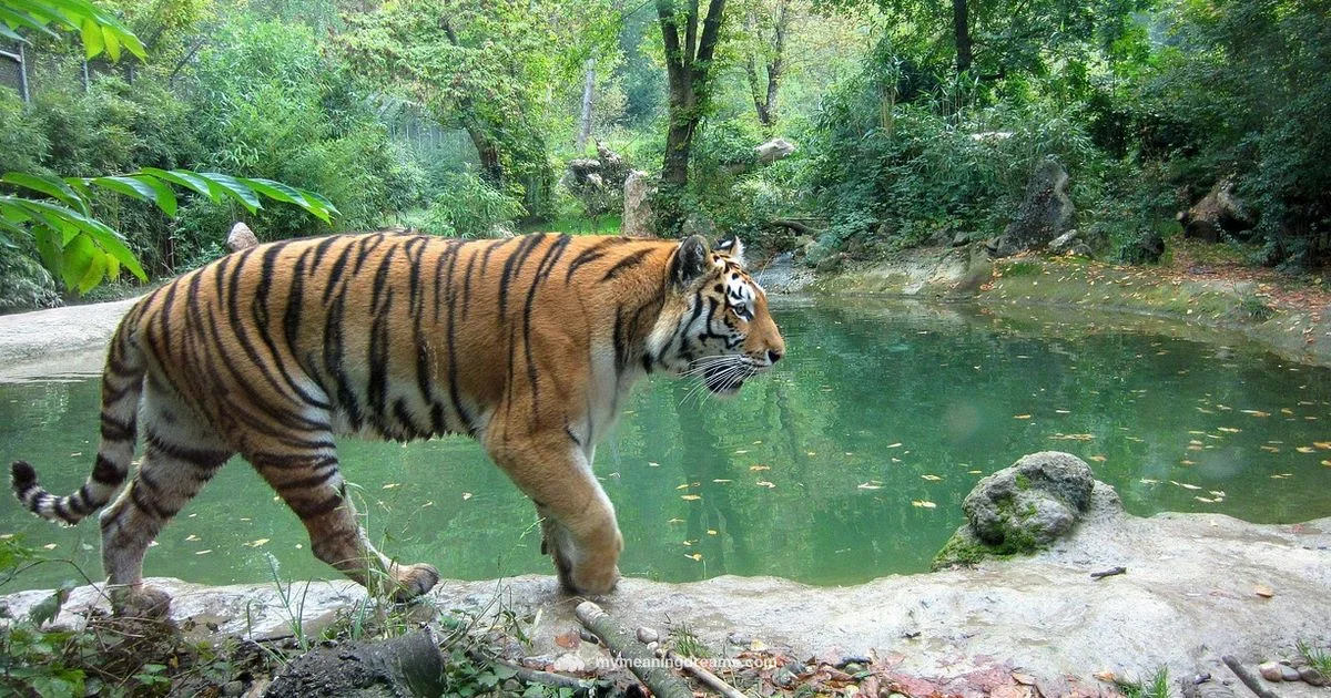 Tiger Dreams - Meaning of My Dreams