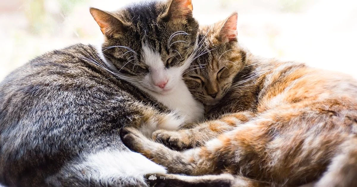 Beside You Dream - Meaning of My Dreams