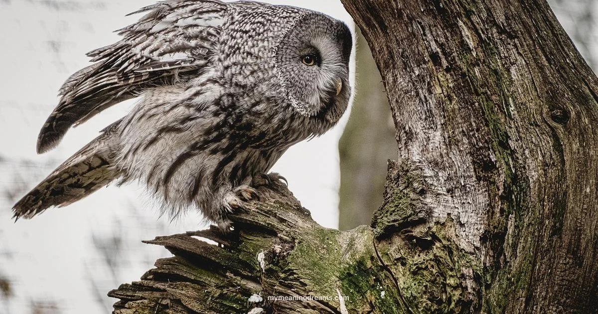 Dream Owl Symbolism - Meaning of My Dreams