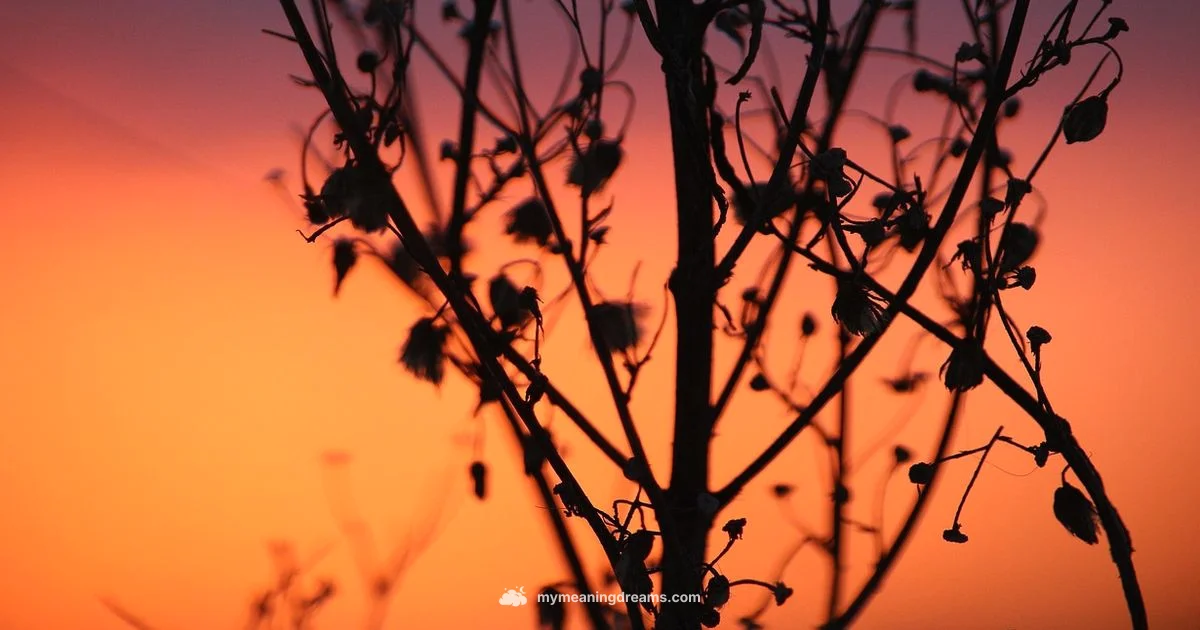 Mugwort & Dreams - Meaning of My Dreams