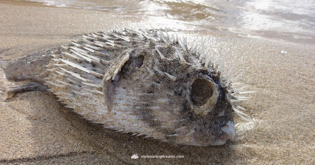 Dead Fish Dream Dead Fish Dream - Meaning of My Dreams