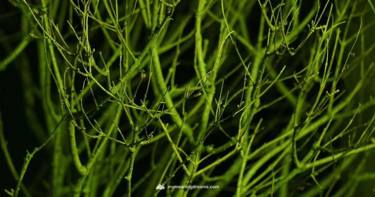 Lucid Dream Timing - Meaning of My Dreams