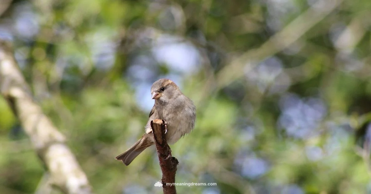 Dark Messenger of Dreams - Meaning of My Dreams