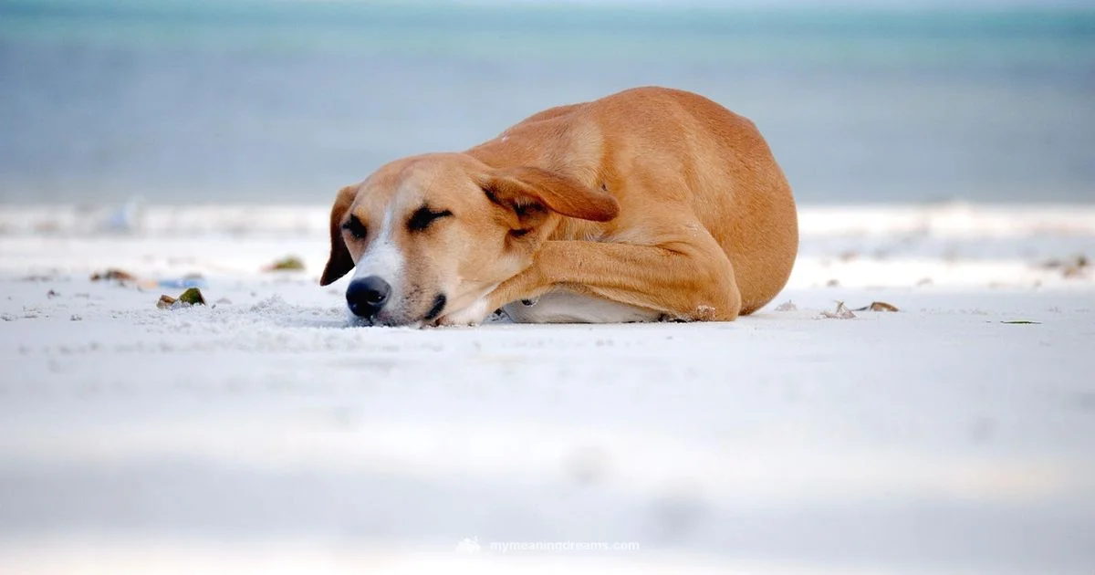 Pet Dream Meaning - Meaning of My Dreams