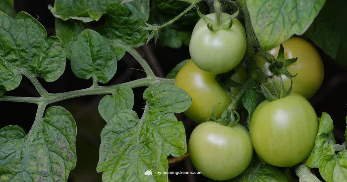 Red Tomato Dream - Meaning of My Dreams