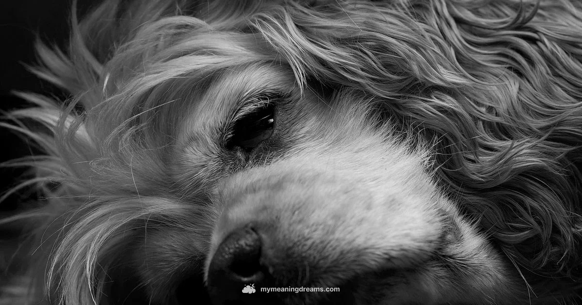 Dreaming Dog Dreams Dreaming Dog Dreams - Meaning of My Dreams