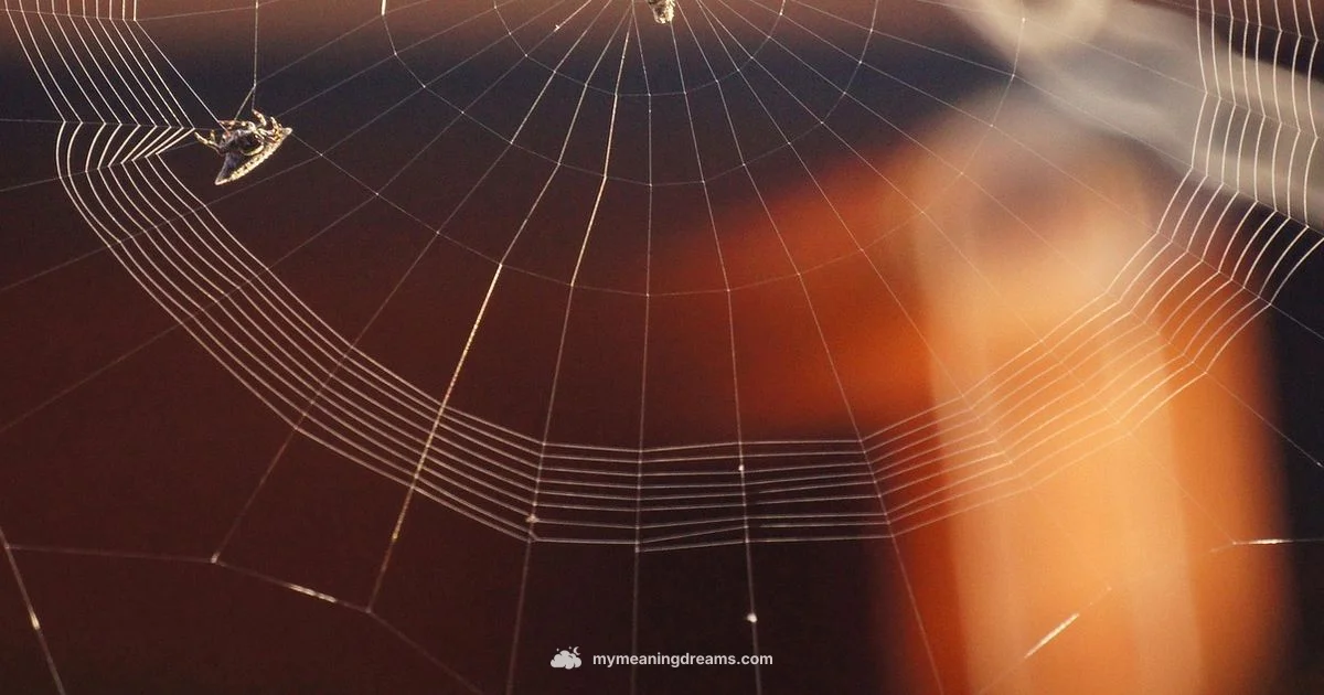 Spider Dream Meaning - Meaning of My Dreams
