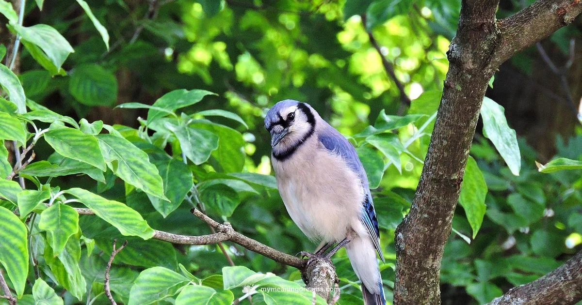 Blue Jay Dream Meaning - Meaning of My Dreams