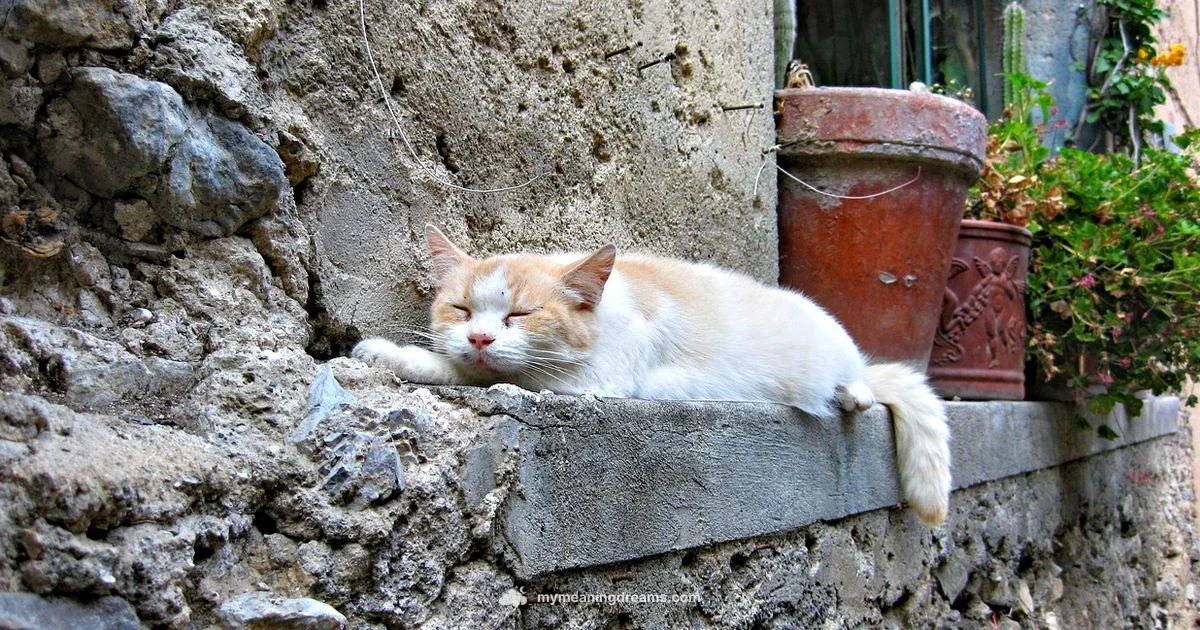 Cat Gaze Meaning Cat Gaze Meaning - Meaning of My Dreams