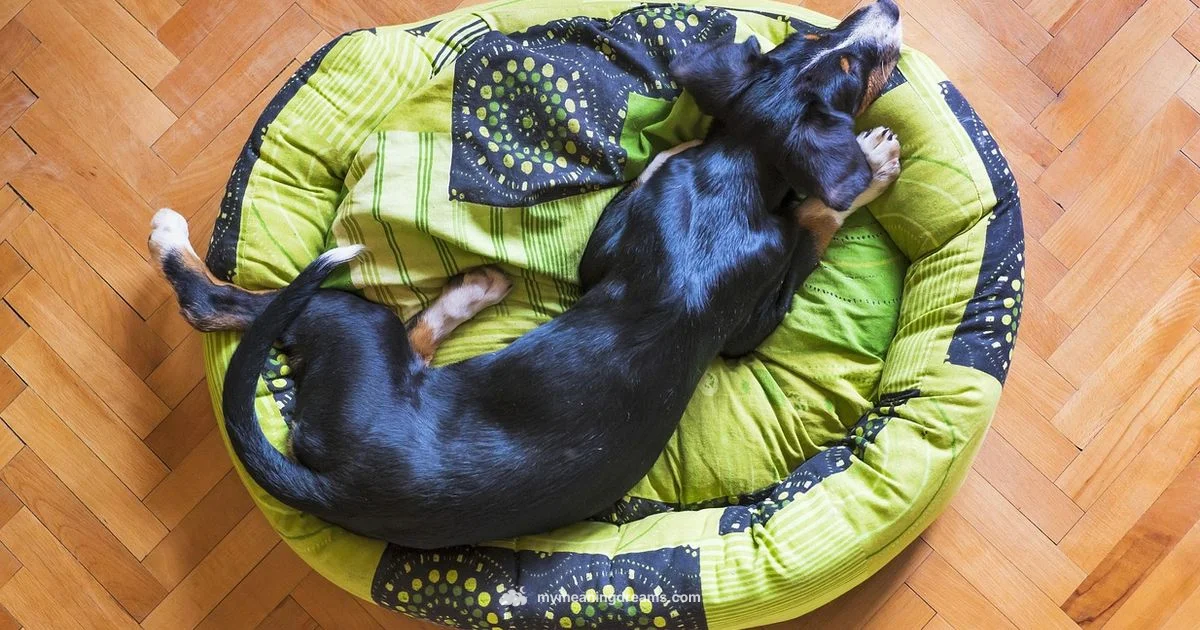 Dog Bite Dream Meaning Dog Bite Dream Meaning - Meaning of My Dreams