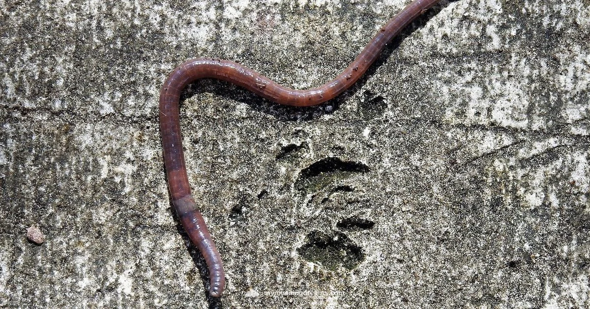 Worms Dream Meaning - Meaning of My Dreams