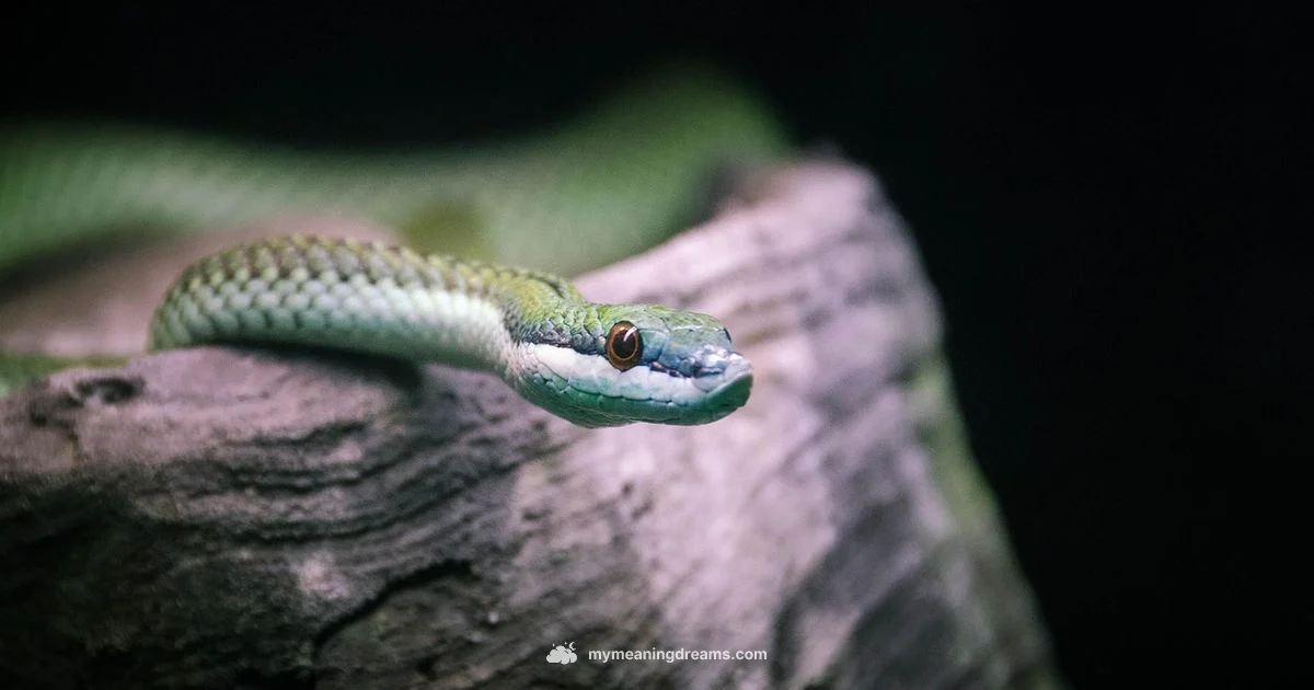 Snake Dream Meaning Snake Dream Meaning - Meaning of My Dreams