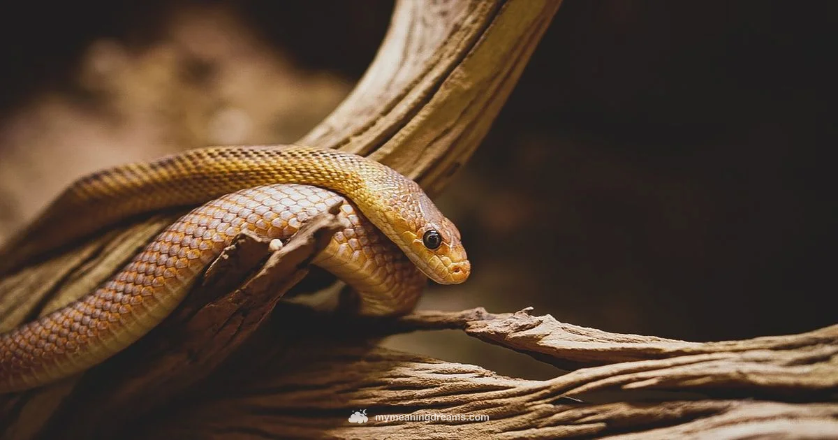 Snake Dream Meaning Snake Dream Meaning - Meaning of My Dreams