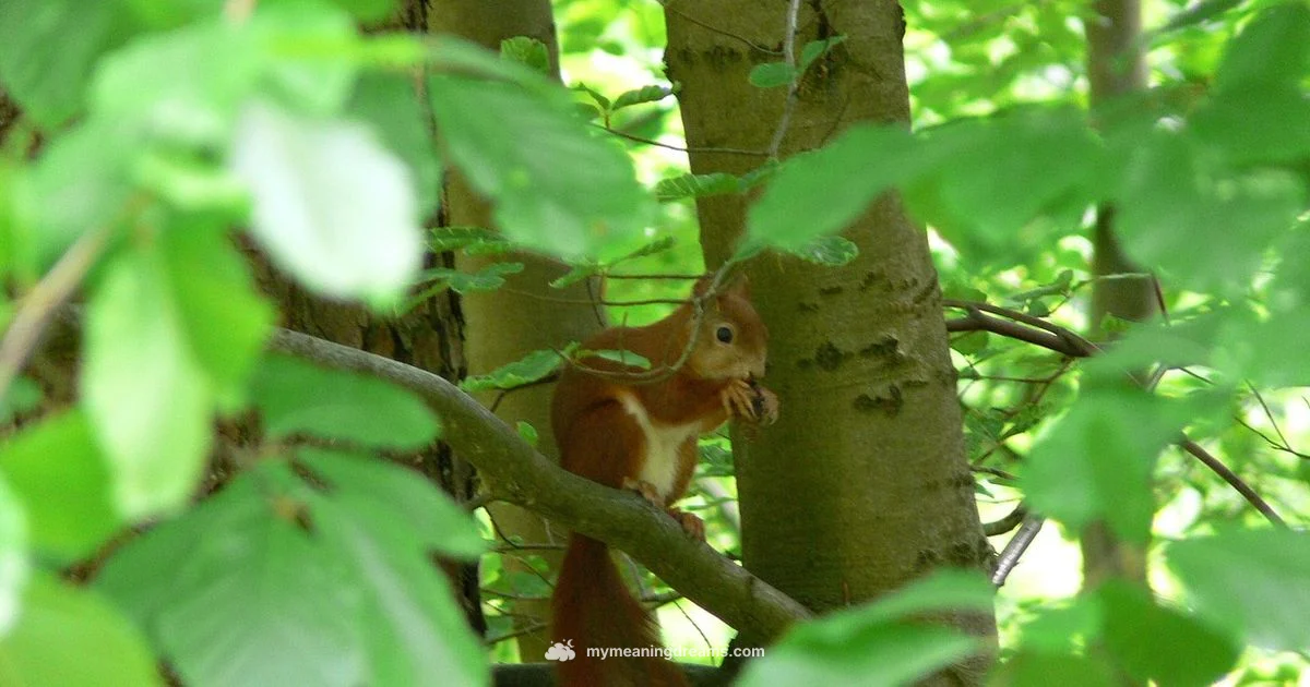 Squirrel Dream Meaning - Meaning of My Dreams