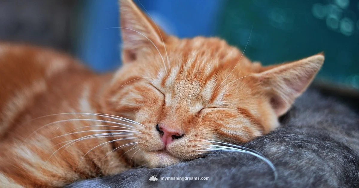 Orange Kitten Dream - Meaning of My Dreams