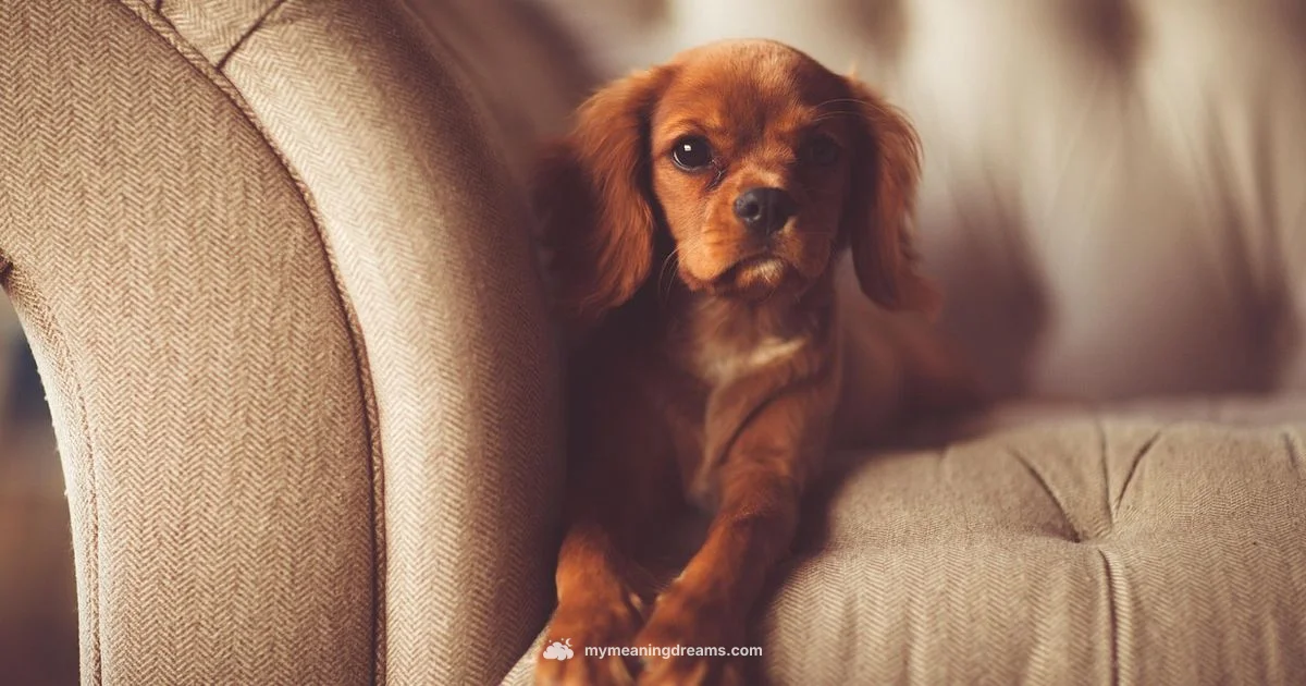 Dog Dream Meaning - Meaning of My Dreams