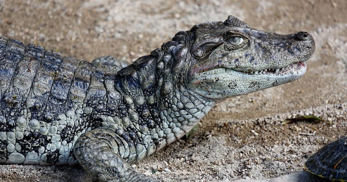 Snake Dream Meaning - Meaning of My Dreams