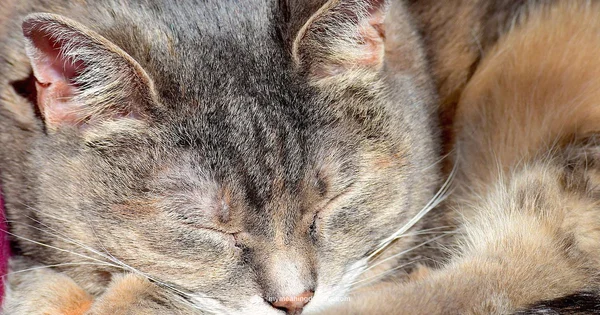 Cat Dreams - Meaning of My Dreams