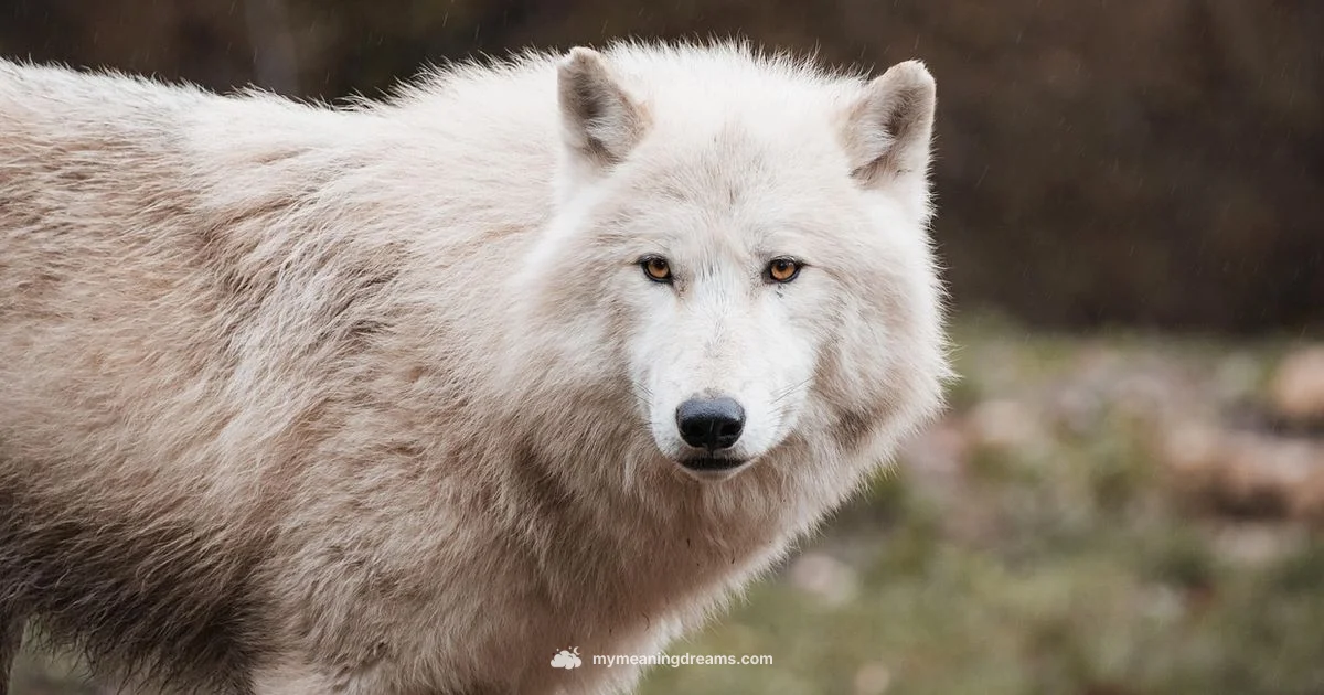 Wolf Dream Meaning - Meaning of My Dreams