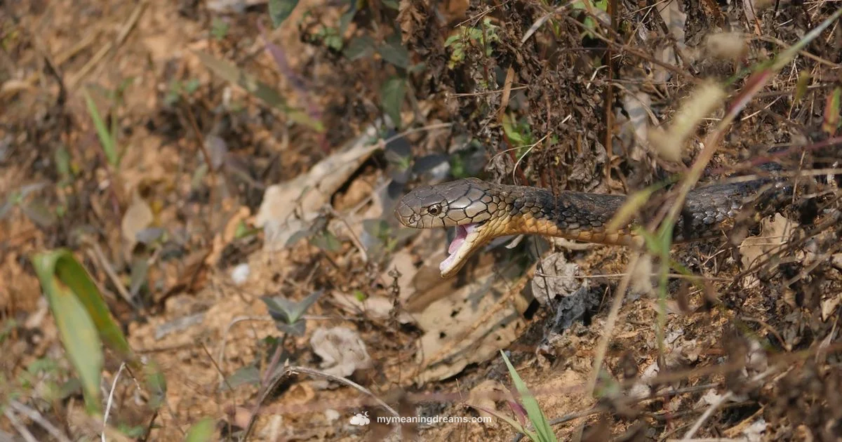 Snake Bite Dream - Meaning of My Dreams