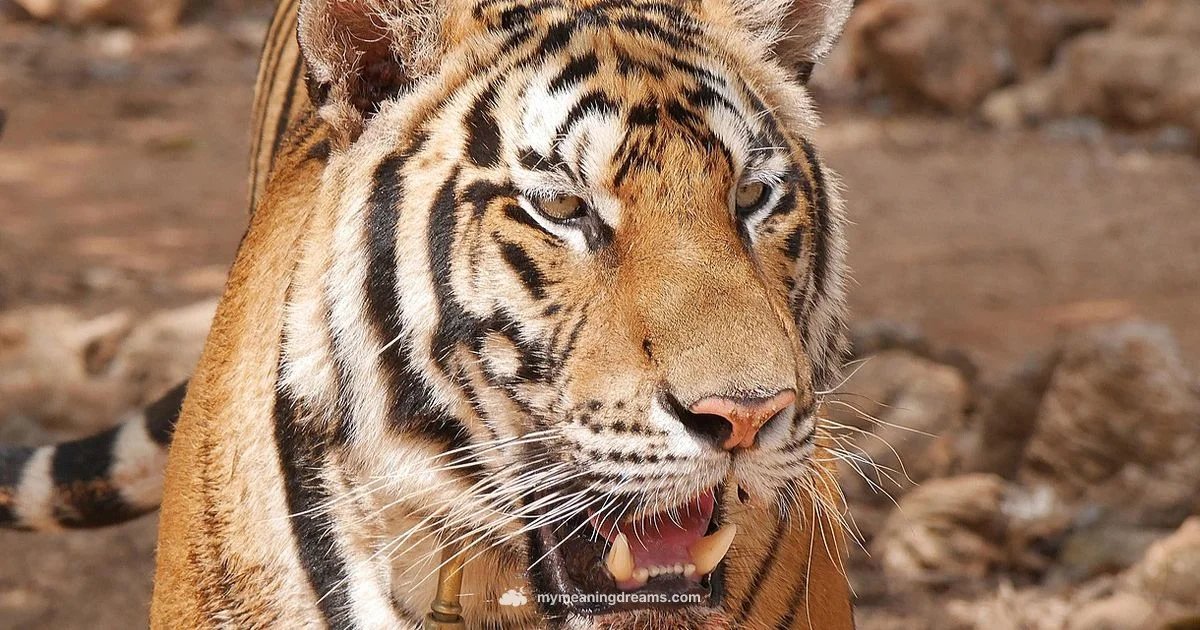 Tiger Dream Hindu - Meaning of My Dreams