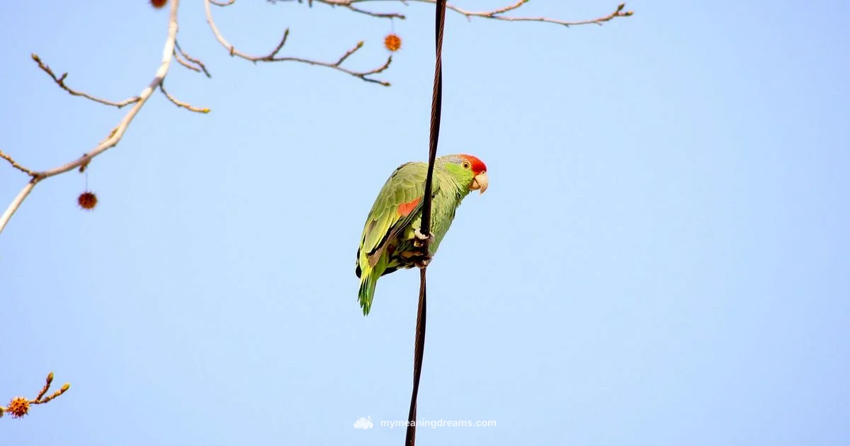 Blue Parrot Dream - Meaning of My Dreams