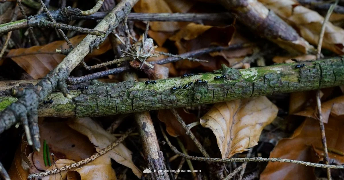 Ant Dream Meaning - Meaning of My Dreams