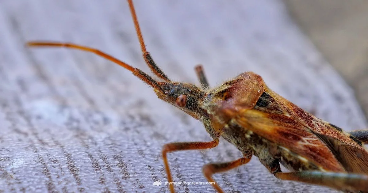 Bug Dream Meanings - Meaning of My Dreams