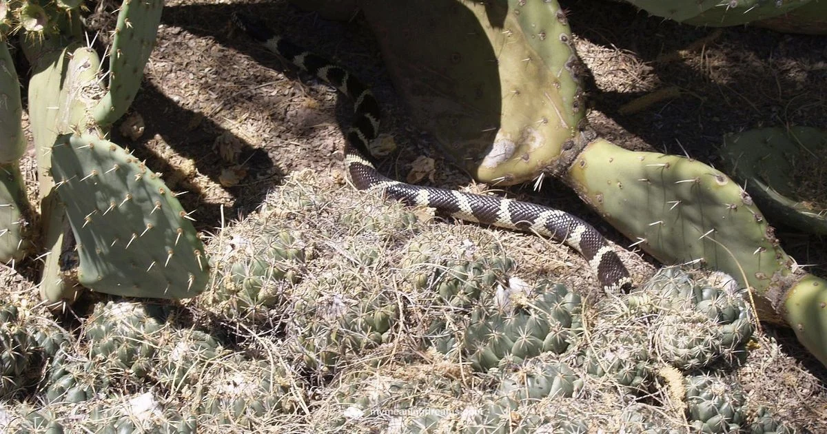 Snake Dream Meaning - Meaning of My Dreams