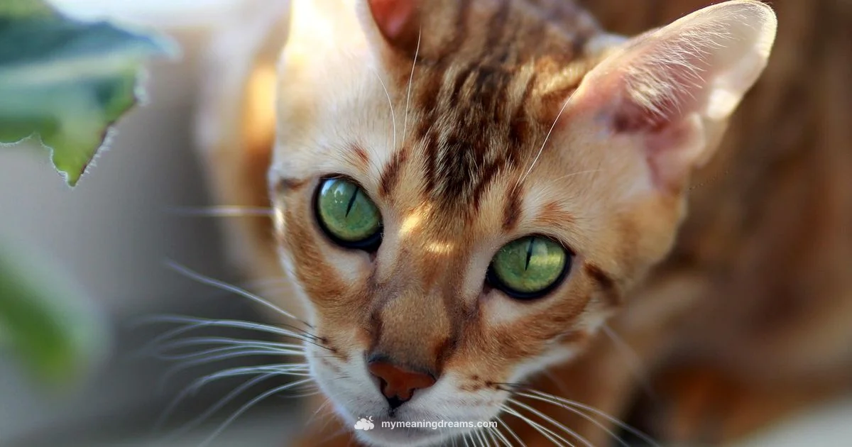 White Cat Dream - Meaning of My Dreams