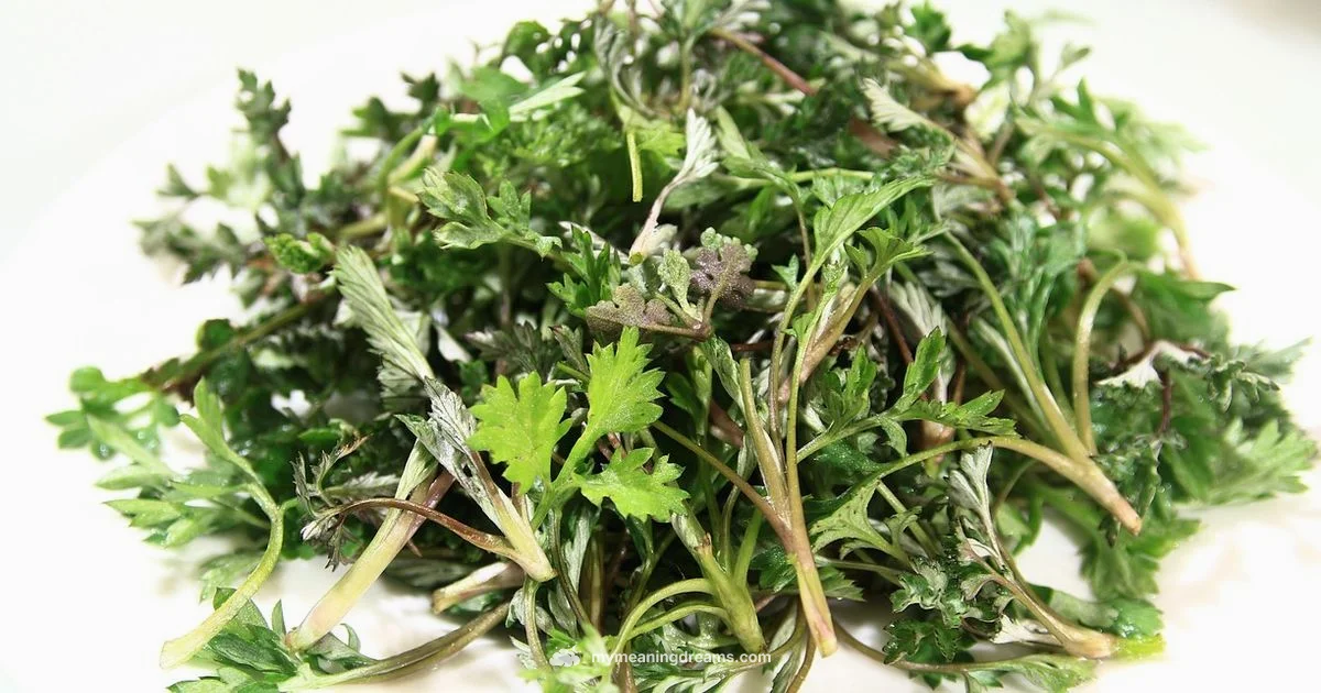 Mugwort & Lucidity - Meaning of My Dreams