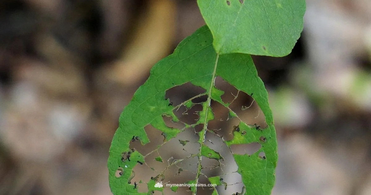 Maggots in Dreams - Meaning of My Dreams