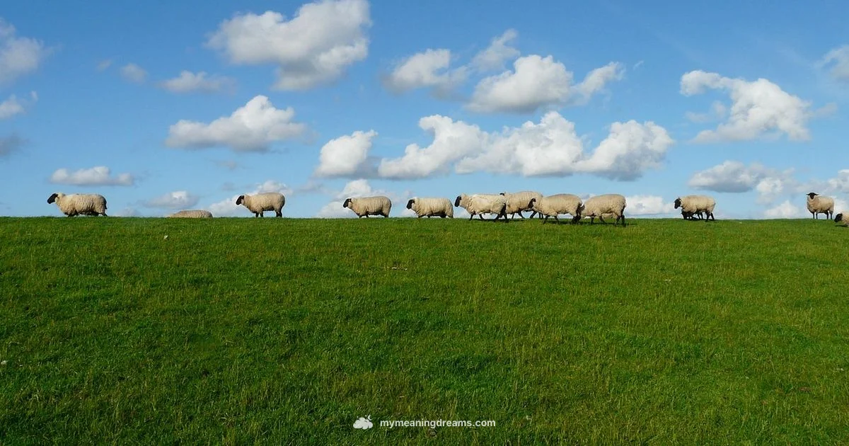 White Sheep Meaning - Meaning of My Dreams