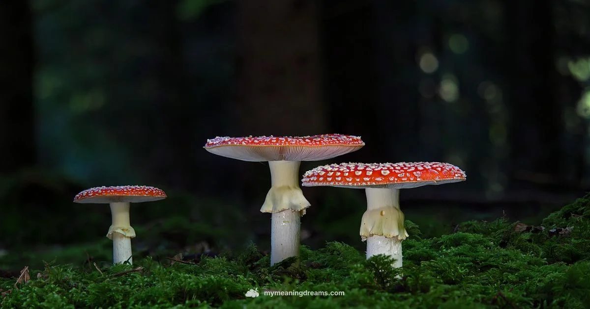 Mushroom Dream Meaning - Meaning of My Dreams