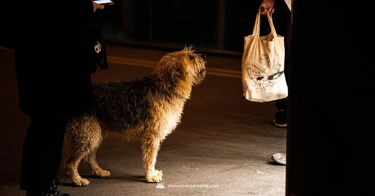 Dog Bite Dream Meaning - Meaning of My Dreams