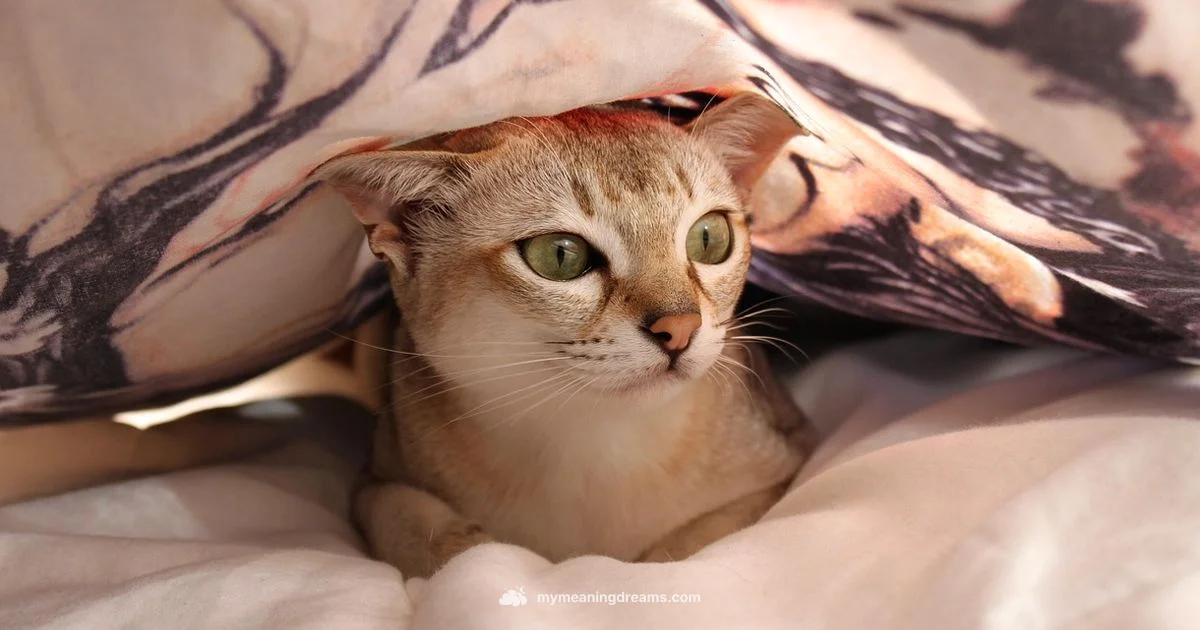 Dead Cat Dream - Meaning of My Dreams