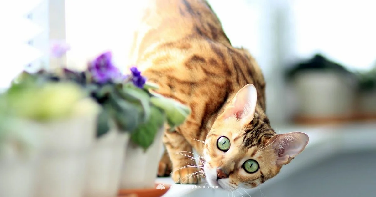 Bengali Dream Meanings - Meaning of My Dreams