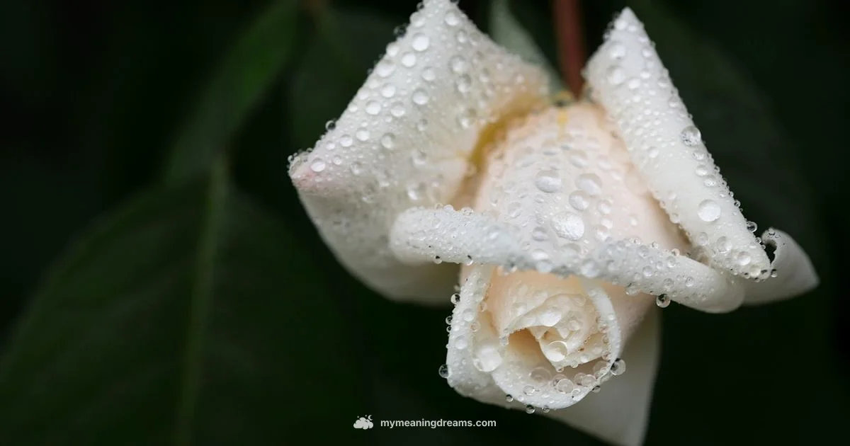 Dreaming of White Blooms - Meaning of My Dreams