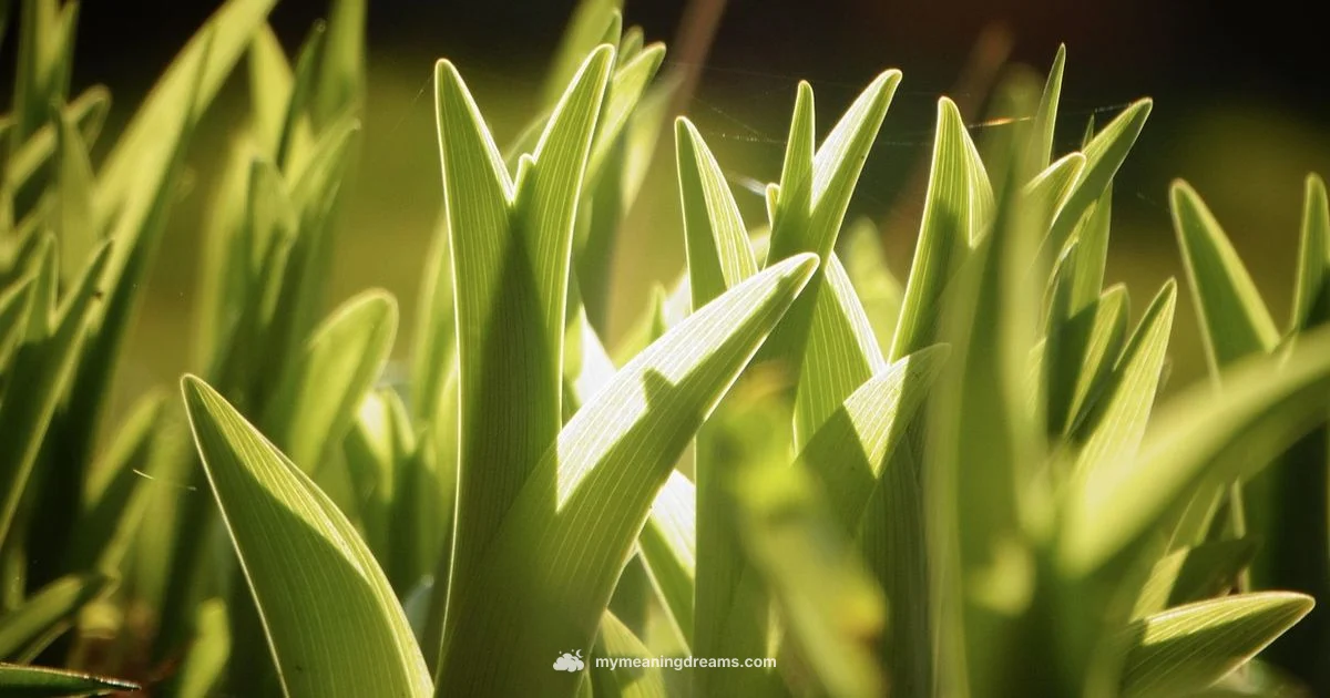 Green Grass Dream - Meaning of My Dreams