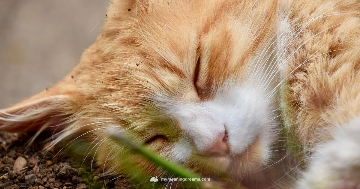 Head Dream Meaning Islam - Meaning of My Dreams