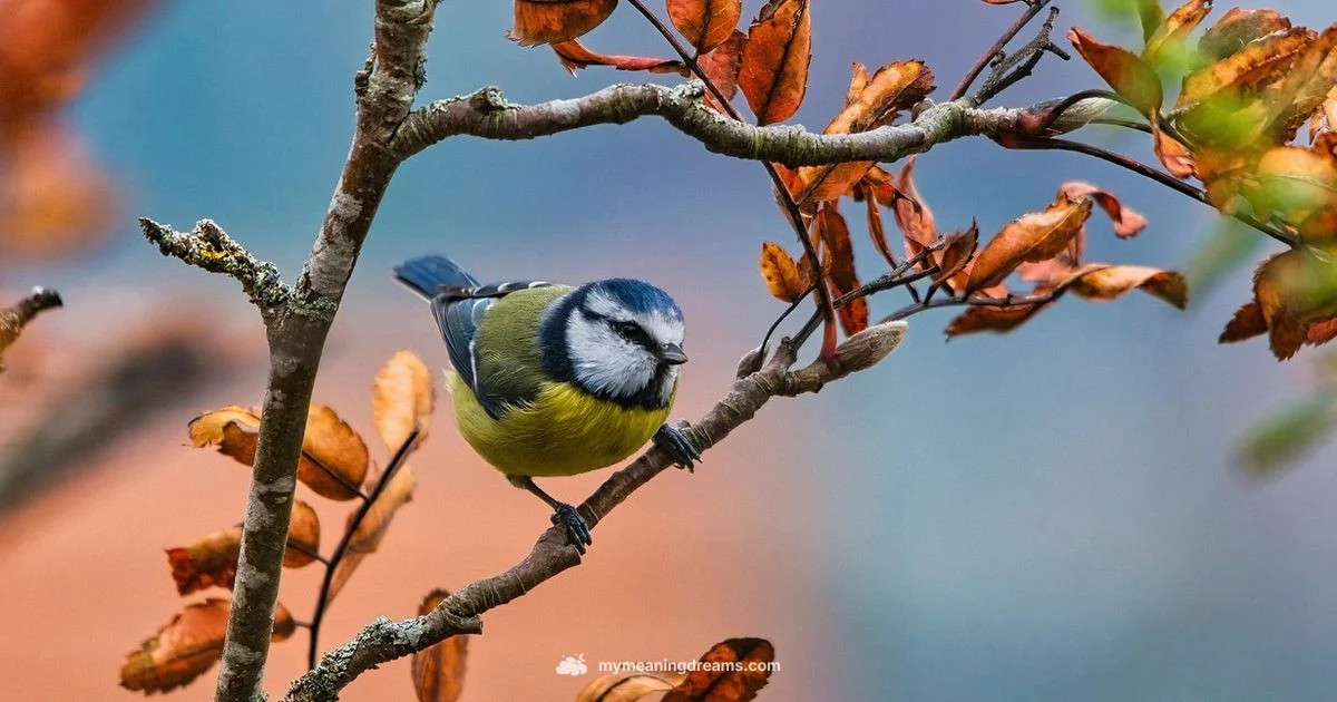 Blue Bird Dream - Meaning of My Dreams