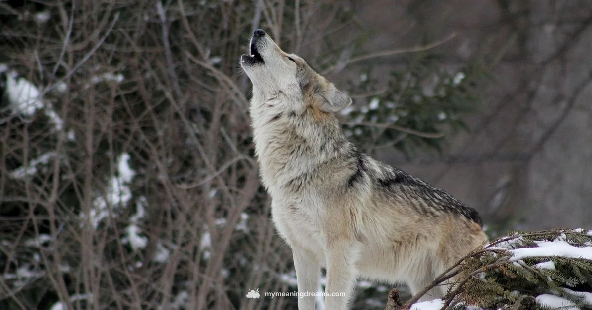Wolf Wisdom in Dreams - Meaning of My Dreams
