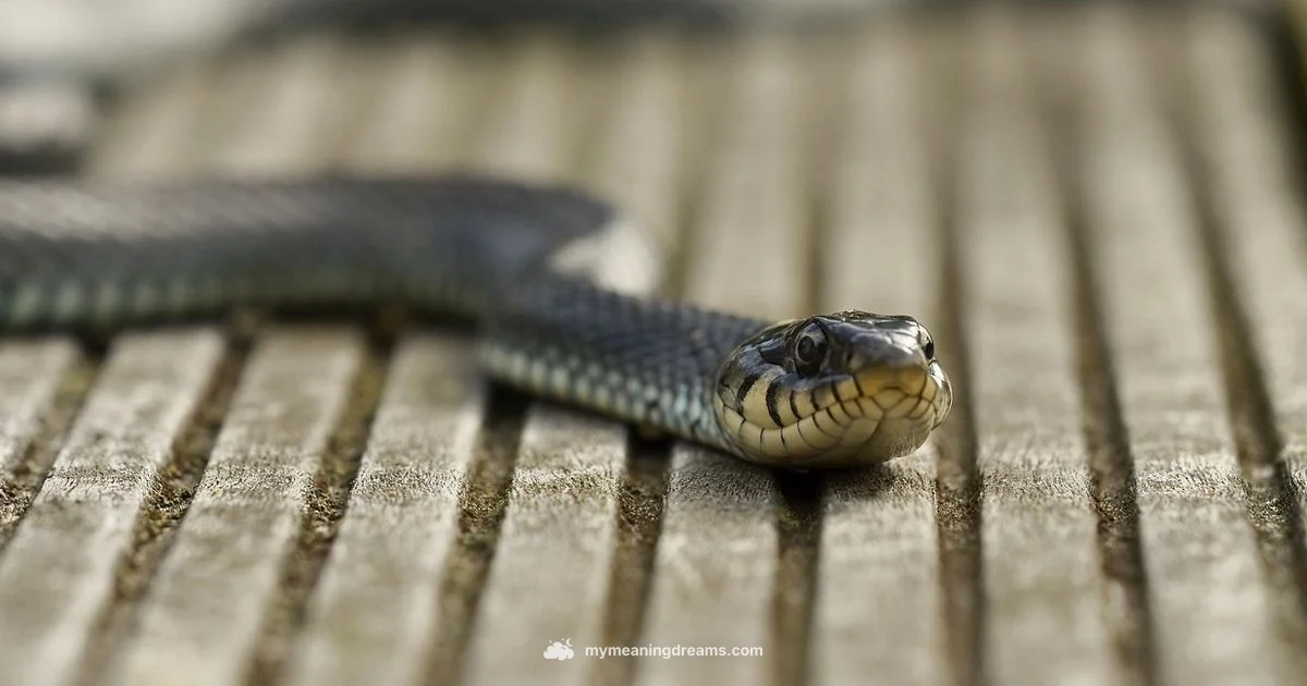 White Snake Dream - Meaning of My Dreams