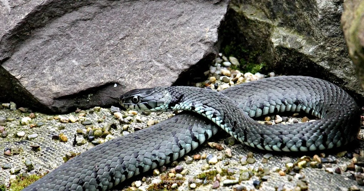 Snake Symbolism - Meaning of My Dreams