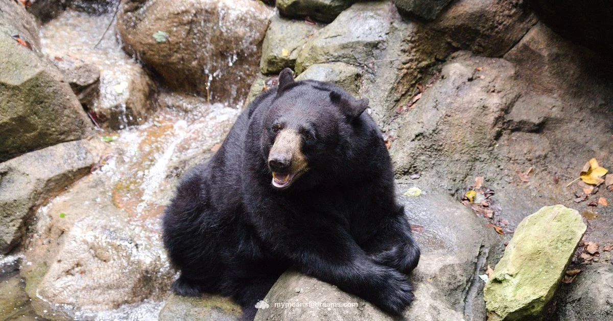 Bear Dream Meaning - Meaning of My Dreams