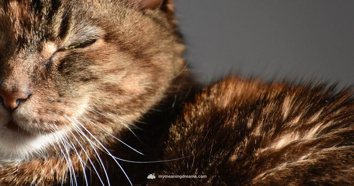 Cat Dream Attack Cat Dream Attack - Meaning of My Dreams