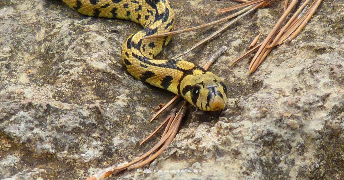 Yellow Snake Dream - Meaning of My Dreams