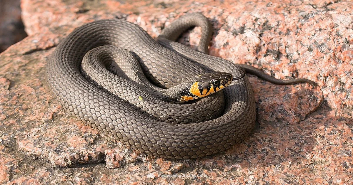 Snake Dream Meaning Snake Dream Meaning - Meaning of My Dreams