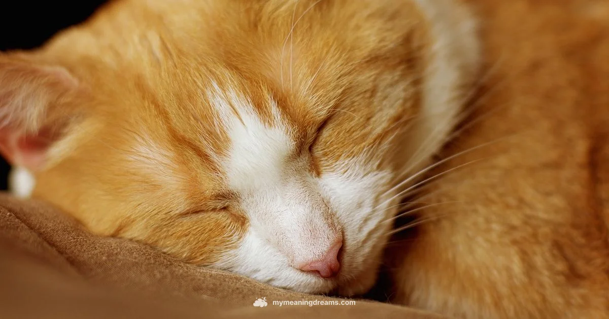 Cat Dream Meaning Cat Dream Meaning - Meaning of My Dreams